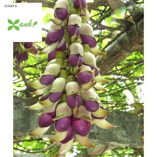Hoa leo Huyết long 10 hạt