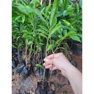 combo 3 ccây giống trầm hương (gió bầu)