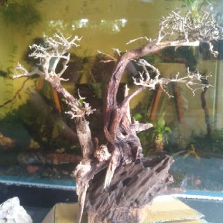 Lũa bonsai thủy sinh