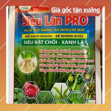 Siêu lân kích thích ra rễ và phân hóa mầm hoa