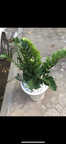 Vitamin B1 loại đặc biệt ( combo 10 chai )
