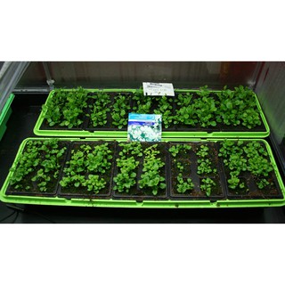 200H - HẠT GIỐNG HOA CÚC LOBELIA