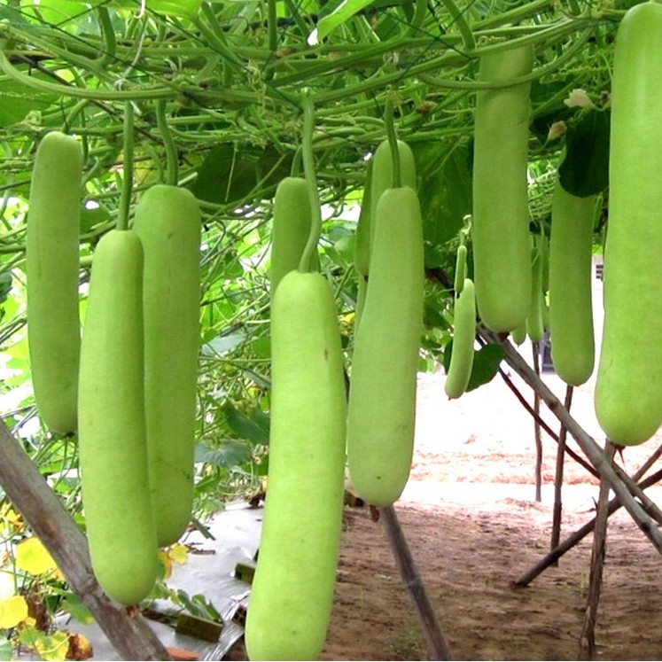 10 Hạt giống Bầu Trắng