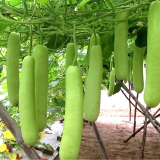 10 Hạt giống Bầu Trắng
