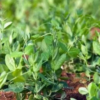 Đậu hà lan ăn lá gói 40 hạt