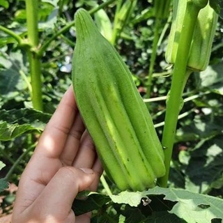 30 HẠT GIỐNG ĐẬU BẮP DAVID XANH KHỎNG LỒ_Nảy 99% chuẩn trái