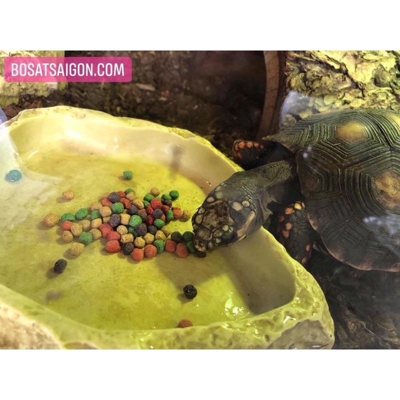 REPCAL nguyên siu - shield 1,6kg - THỨC ĂN RÙA CẠN TORTOISE - Sulcata, Núi vàng...