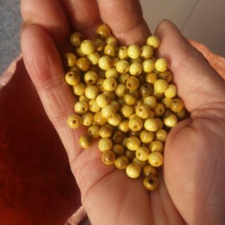 Combo hạt dau xịn