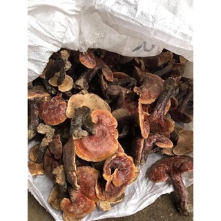 100g Nấm Lim Xanh ( khô )