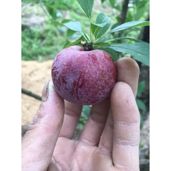 1kg mận hậu trái mùa mộc châu