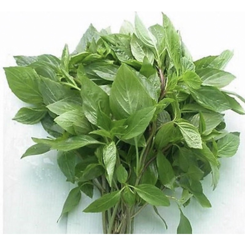 Hạt Giống húng quế Rado 25