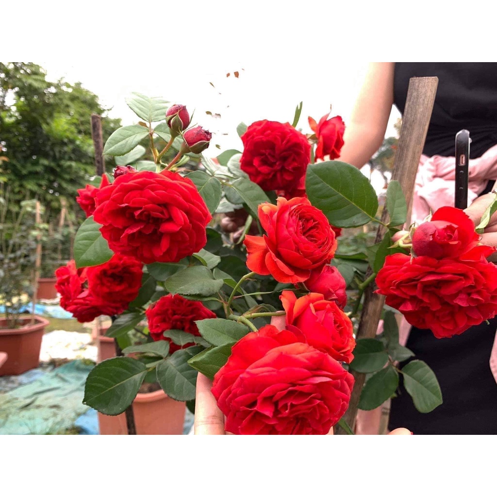 Hoa hồng ngoại red apple sắc đỏ tươi siêu đẹp-Hoangoaimelinh