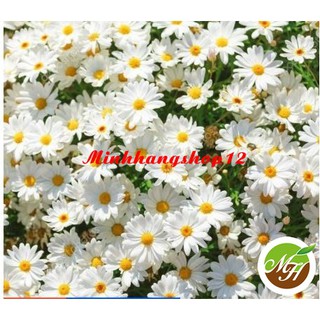 300 HẠT GIỐNG HOA CÚC HỌA MI TRẮNG KÈM QUÀ TẶNG