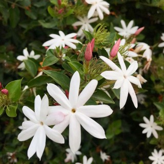 Cây nguyệt quế leo