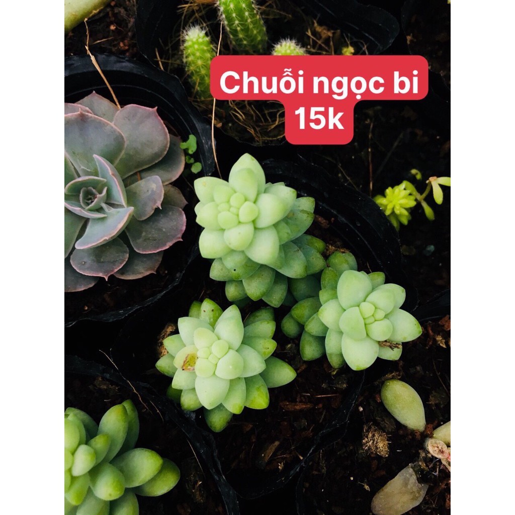 Sen đá - Chuỗi ngọc bi( bầu)