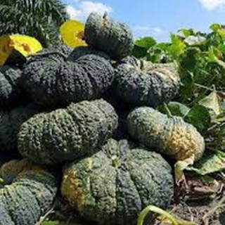 Hạt giống bí đỏ da cóc