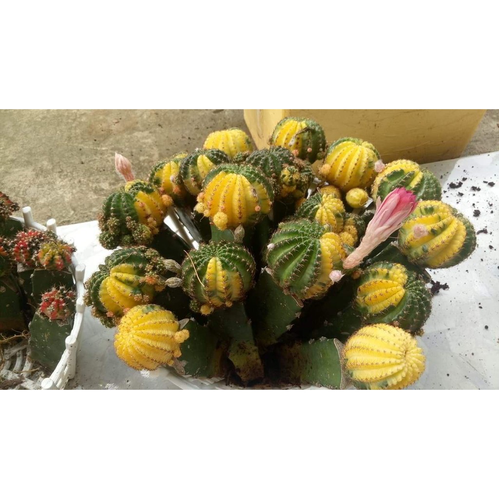 Xương rồng Lobivia Lem