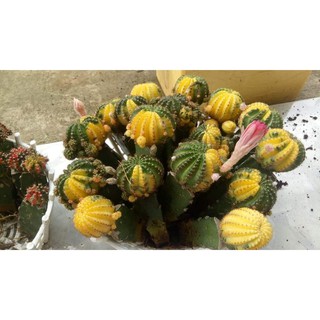 Xương rồng Lobivia Lem