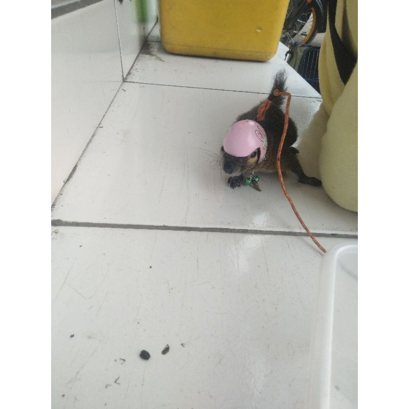 Mũ Bảo Hiểm Chó Hoặc sg Hoặc Các Con Vật Nhỏ Khác