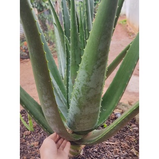 Cây nha đam giống Thái bẹ to, cao 25 - 30cm
