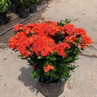 [Giá Gốc Tại Vườn] Cây mẫu đơn đỏ cao 30cm, cây dễ trồng và chăm sóc, ra hoa rực rỡ quanh năm thích hợp trồng ngoại thất