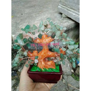 Cây tài lộc 15cm đủ màu