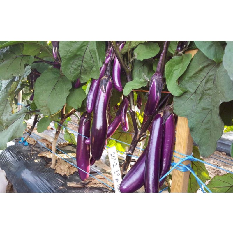 Hạt Giống Cà Tím Cơm Xanh Lai F1 HN-33