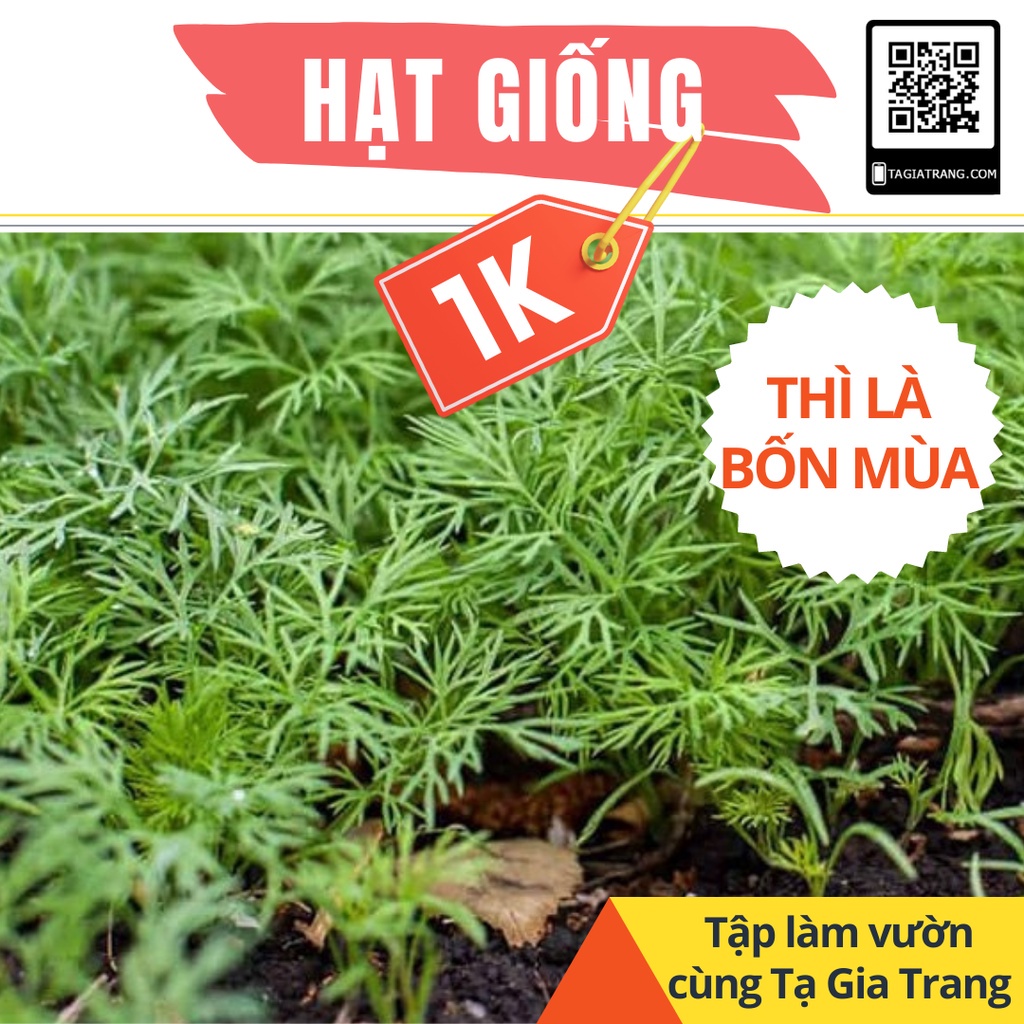Deal 1K - 50 Hạt giống cây thì là (thìa là) - Tập làm vườn cùng Tạ Gia Trang