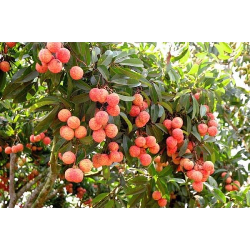 [vụ mới 2021]Vải thiều Thanh Hà sấy khô, vải khô, vải sấy, đặc sản Hải dương | BigBuy360 - bigbuy360.vn