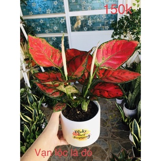Vạn lộc lá đỏ kem chậu sứ