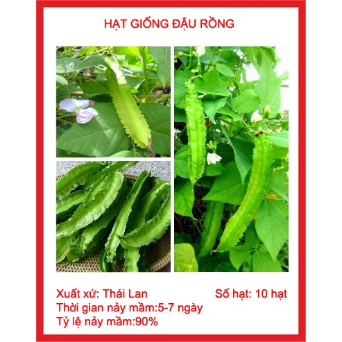 hạt giống đậu rồng (đỗ khế) gói 10 hạt