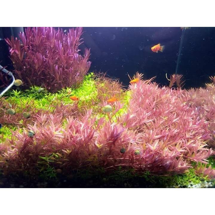 Rotala Pink - 20k/15 ngọn