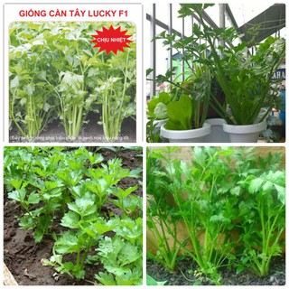 Combo 3 gói Hạt giống rau cần tây chịu nhiệt
