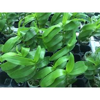 [HOT] trầm rồng đỏ 2 thân hàng đài cực đẹp cho các bác sưu tầm