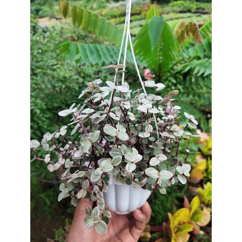 Cây Lady Pink thài lài tổ ong sọc chậu treo mini