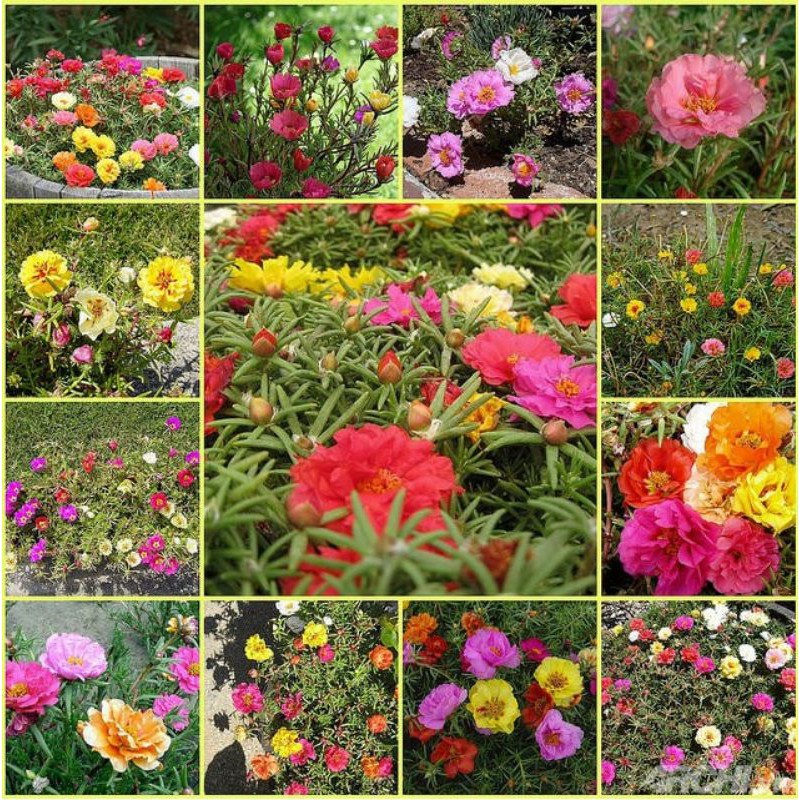 Hoa mười giờ thái bông to, nửa ký cành hoa nhiều màu khác nhau, rất dễ trồng