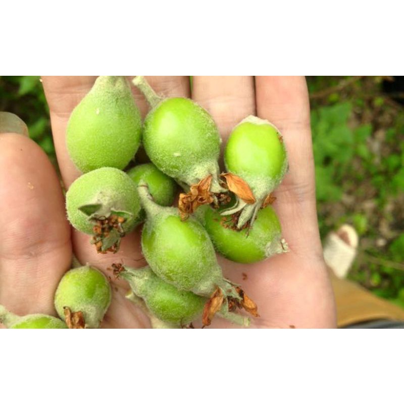 Táo mèo bao tử, táo mèo Yên Bái túi 1kg