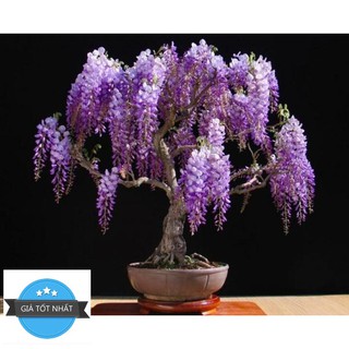 Hg15 Gói 5 hạt giống hoa tử đằng trồng chậu F1 đẹp mê hồn ĐẾN MÙA TRỒNG TẾT