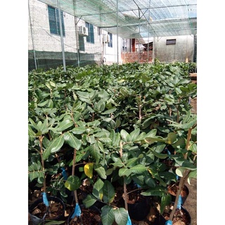 Cây Giống Nhãn Quế (cây ghép có thể trồng chậu)