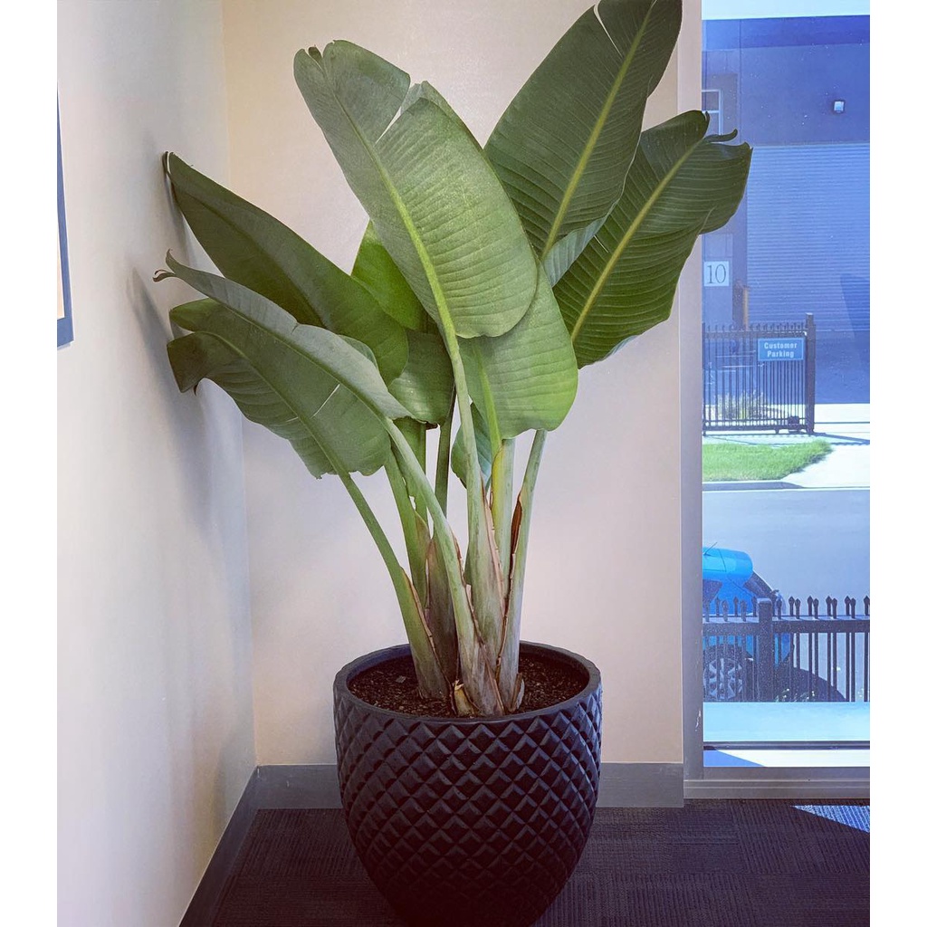 Chậu trồng cây xi măng DT017