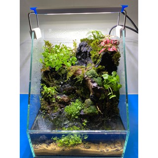 Bể bán cạn Thủy Sinh mini để bàn, bao gồm: Trọn bộ Bể 20x20x25 cm (DRC) + LỌC + ĐÈN. TẶNG BÌNH PHUN SƯƠNG GIỮ ẨM.