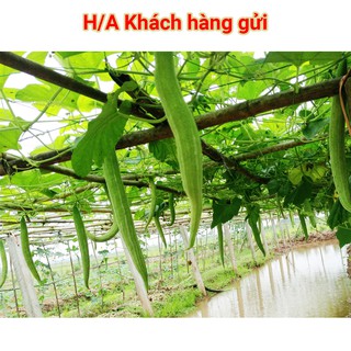 Hạt Giống Quả Lặc Lè(Mướp Nhật) 2gr