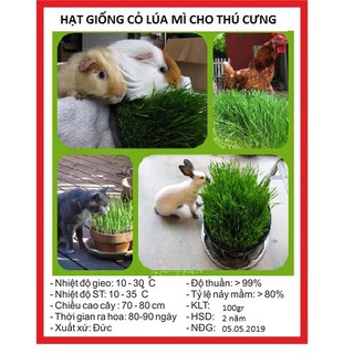 Combo 3 gói Hạt giống cỏ lúa mì lúa mạch - cho thú cưng chó mèo chim hamster ( 3 gói 300gr) - STHG2