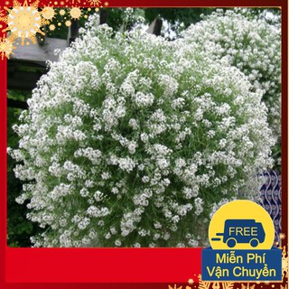 Hạt giống hoa ngàn sao mix