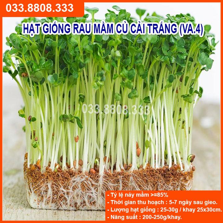 100G HẠT GIỐNG RAU MẦM CỦ CẢI TRẮNG - GIÀU DINH DƯỠNG