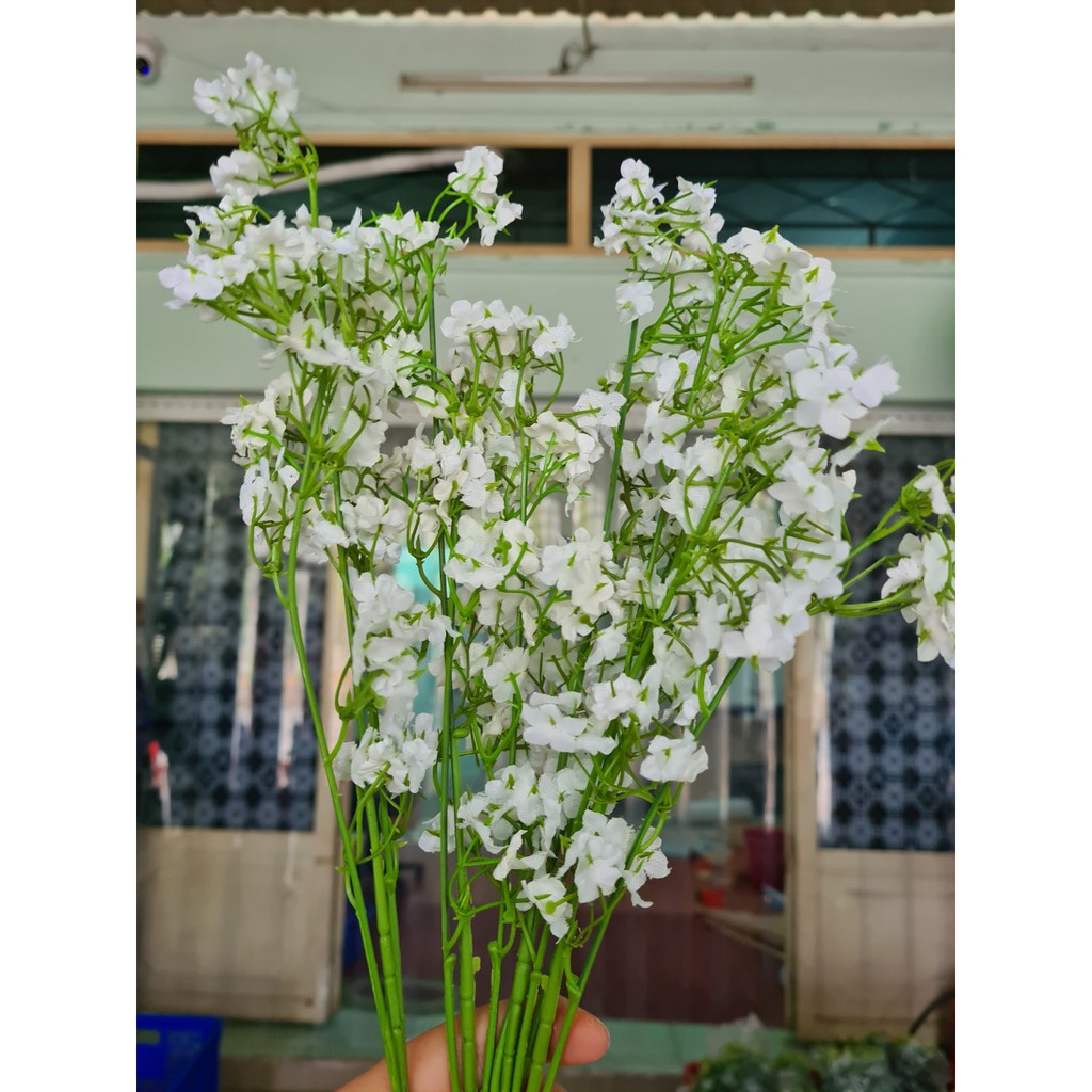 Bộ sưu tập lá - Chụp ảnh decor CHÙM HOA BABY TRANG TRÍ
