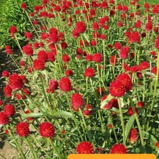 Gói 200 hạt hoa cúc bách nhật đỏ