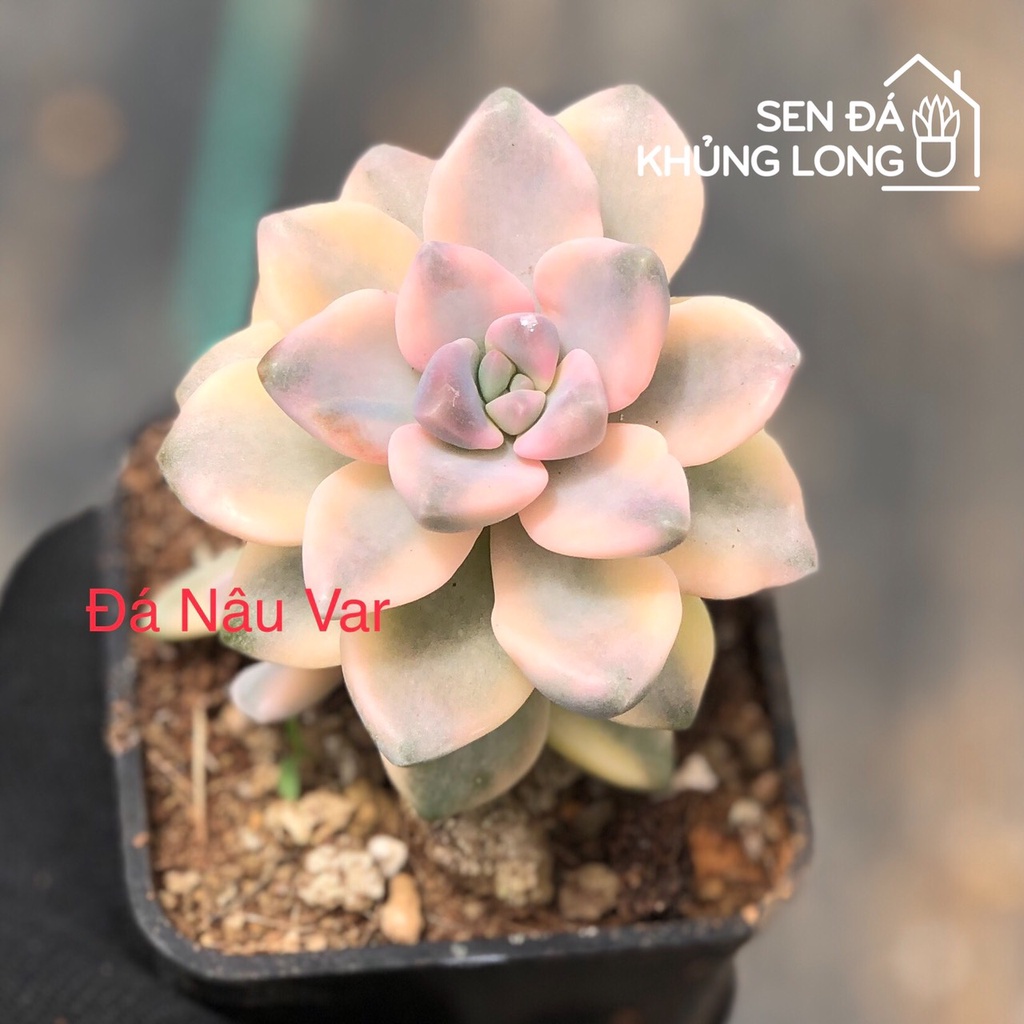 sen đá nâu var - graptoveria titubans variegated