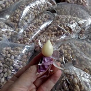 Tỏi Cô Đơn phù Yên Sơn La