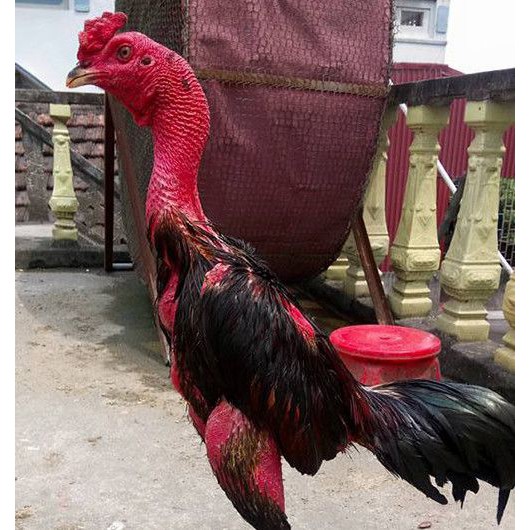 Bột nghệ đỏ nguyên chất , giúp da gà đỏ rực săn chắc , tan mỡ , dẻo dai , gà chịu tải đòn tốt hơn